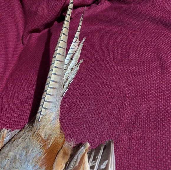 Colorful Taxidermy Pheasant With Tail Wall Mount Flat Display - Picture 6 of 8